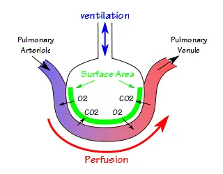 Alveoli