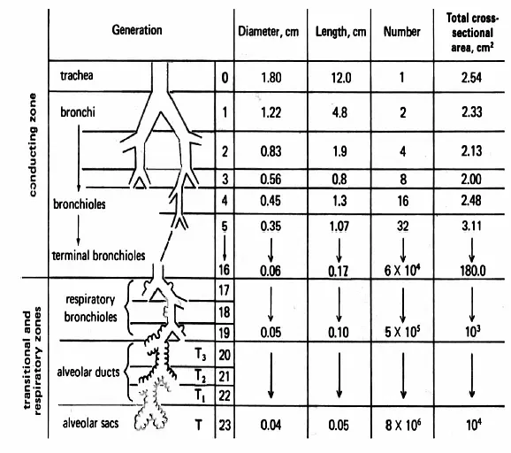 From Osborne S. Airway resistance and airflow through the tracheobronchial tree. www.SallyOsborne.com.