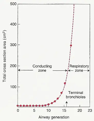 cross_sectional_area_of_airways_2