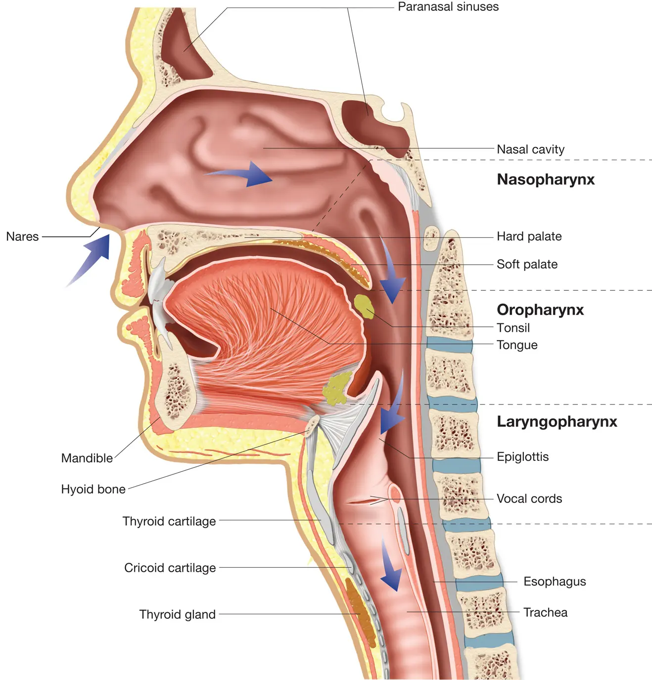 Upper Respiratory Tract 2
