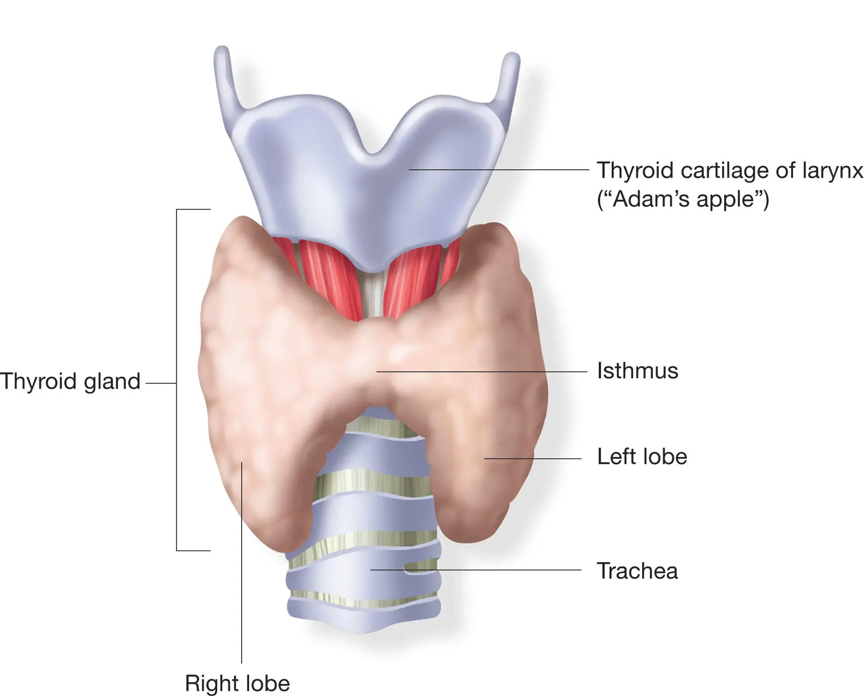 thyroid-gland