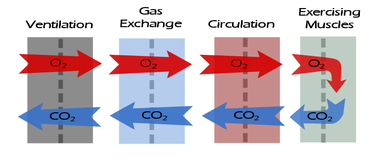 Illustration of movement of O2 and CO2 during exercise